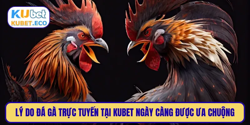 Lý do đá gà trực tuyến tại KUBET ngày càng được ưa chuộng